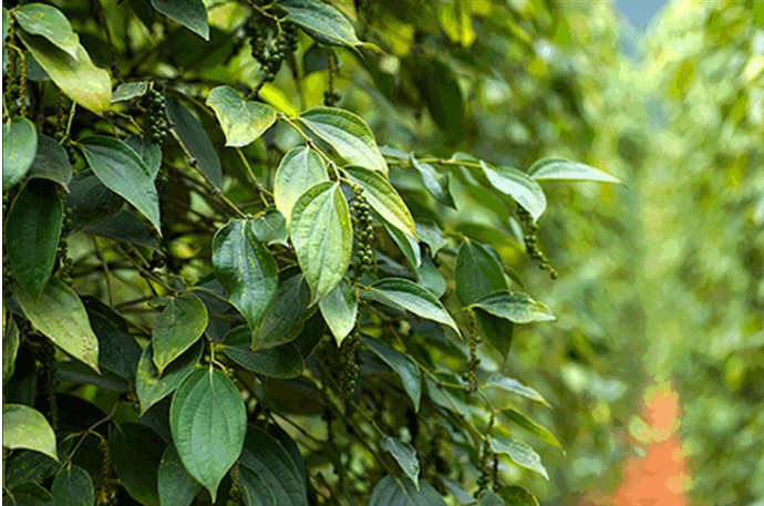 Bình Phước và Bà Rịa - Vũng Tàu đột ngột giảm giá tiêu; Đắk Nông, Đắk Lắk vẫn bán tiêu giá cao chót vót