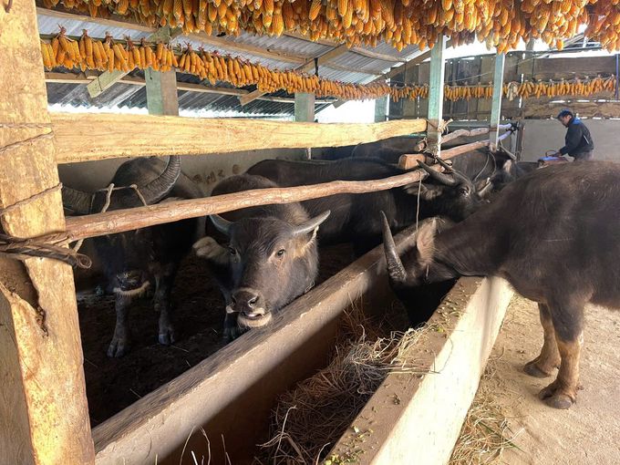 Sửa chuồng trại, dự trữ thức ăn cho gia súc trong mùa đông