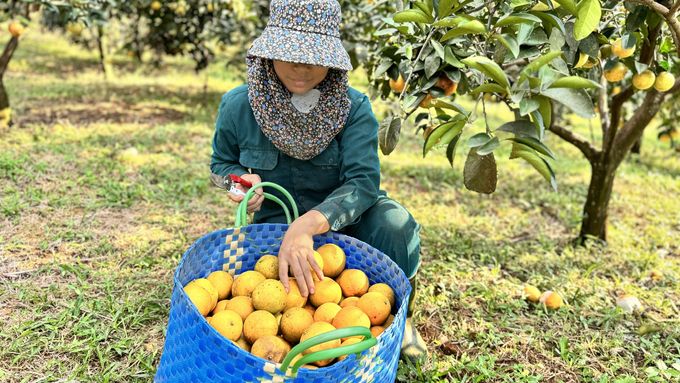 Đặc sản cam giòn vào vụ, giá bán tới 90.000 đồng/kg