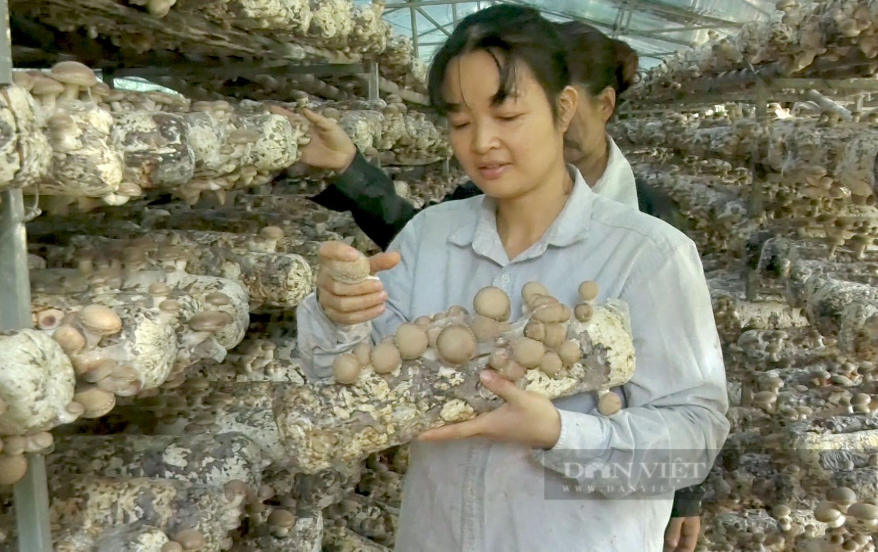 Trang trại nấm hương 