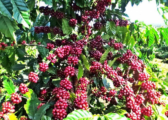 Giá cà phê giảm 3.000 – 4.000 đồng/kg trong tuần, giao dịch trầm lắng