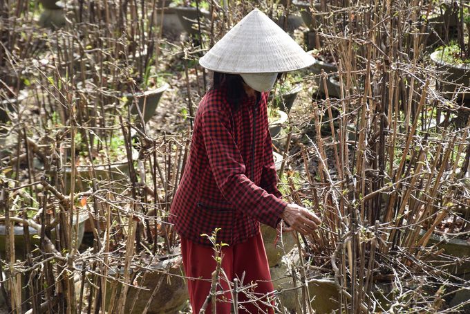 Vựa mai cảnh miền Trung kỳ vọng vụ Tết
