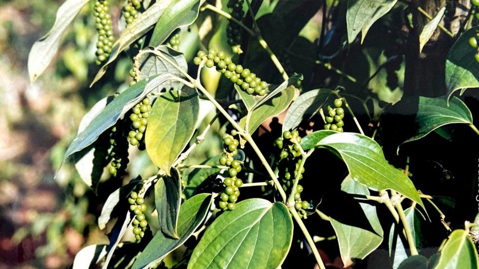 Giá tiêu khó giảm sâu bởi nguồn cung đang rất hạn chế, 3 tỉnh đang giữ đỉnh giá cao hôm nay