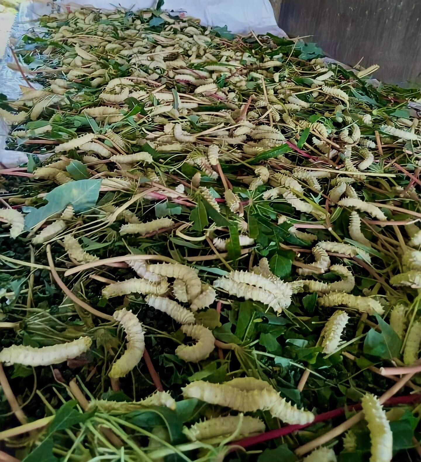 Con động vật lưng gai tua tủa, dân vùng này ở Phú Thọ bắt bán làm đặc sản, rang lá chanh thơm lừng