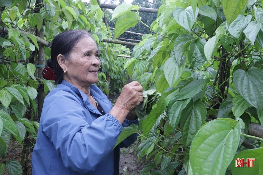 Một làng ở Hà Tĩnh hễ tết đến là rủ nhau hái lá tính tiền, các trụ cây tốt um tùm, xanh mướt