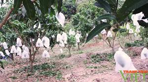 Nâng cao kiến thức trồng và chăm sóc cây xoài cho hội viên nông dân