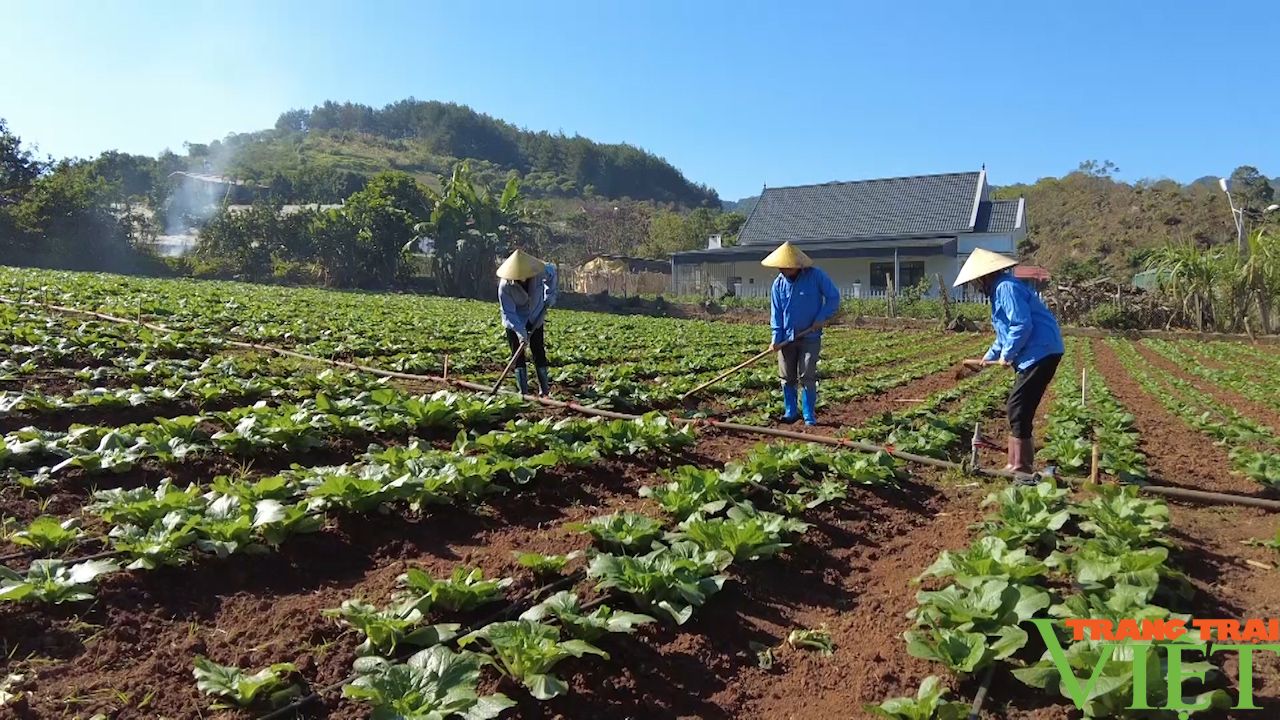 Nông dân tập trung sản xuất rau sạch phục vụ thị trường dịp cuối năm