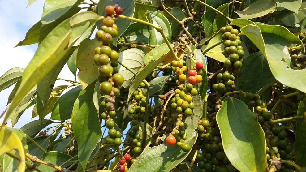 Giá tiêu tiếp tục tăng mạnh, loạt tỉnh lên mốc mới, khoảng cách giá tiêu cũng thu hẹp
