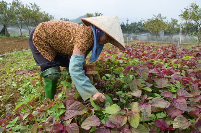 Chuyện nông nghiệp sinh thái dưới chân đồi Bù