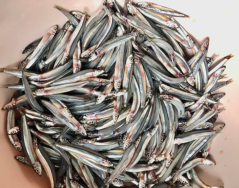 Đặc sản Phú Yên, ra biển lưới vây bắt loài cá nhỏ giàu protein, đem kho kẹo, và miếng cơm ngon từ đầu lưỡi