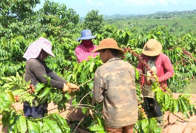 Không mở rộng diện tích dù giá nông sản xác lập kỷ lục