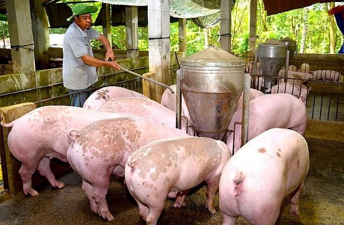 Giá lợn hơi vẫn tăng, nhiều tỉnh tiến sát mốc đến 70.000 đồng/kg