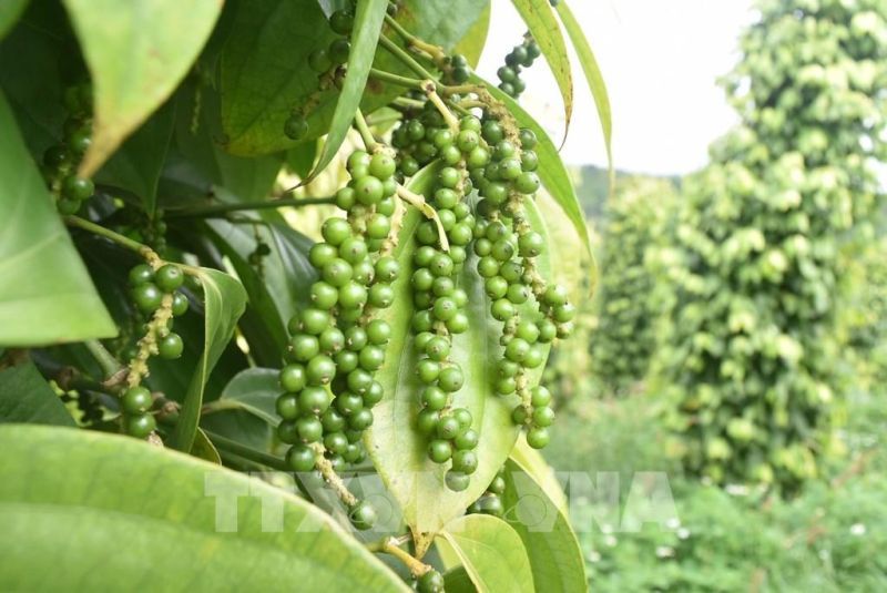 Mỗi tỉnh Gia Lai tăng giá tiêu, nhận định 'nóng' về thị trường tiêu trong năm mới