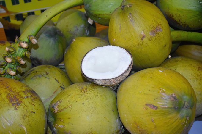 Xử lý triệt đề gian lận trong quản lý mã số vùng trồng dừa