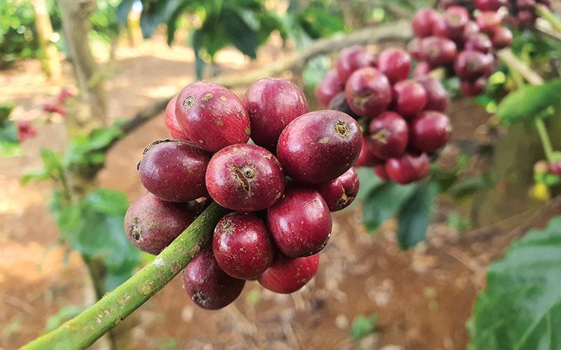 Giá cà phê vụt tăng, Đắk Nông thu mua cà phê với giá tăng cao nhất hôm nay