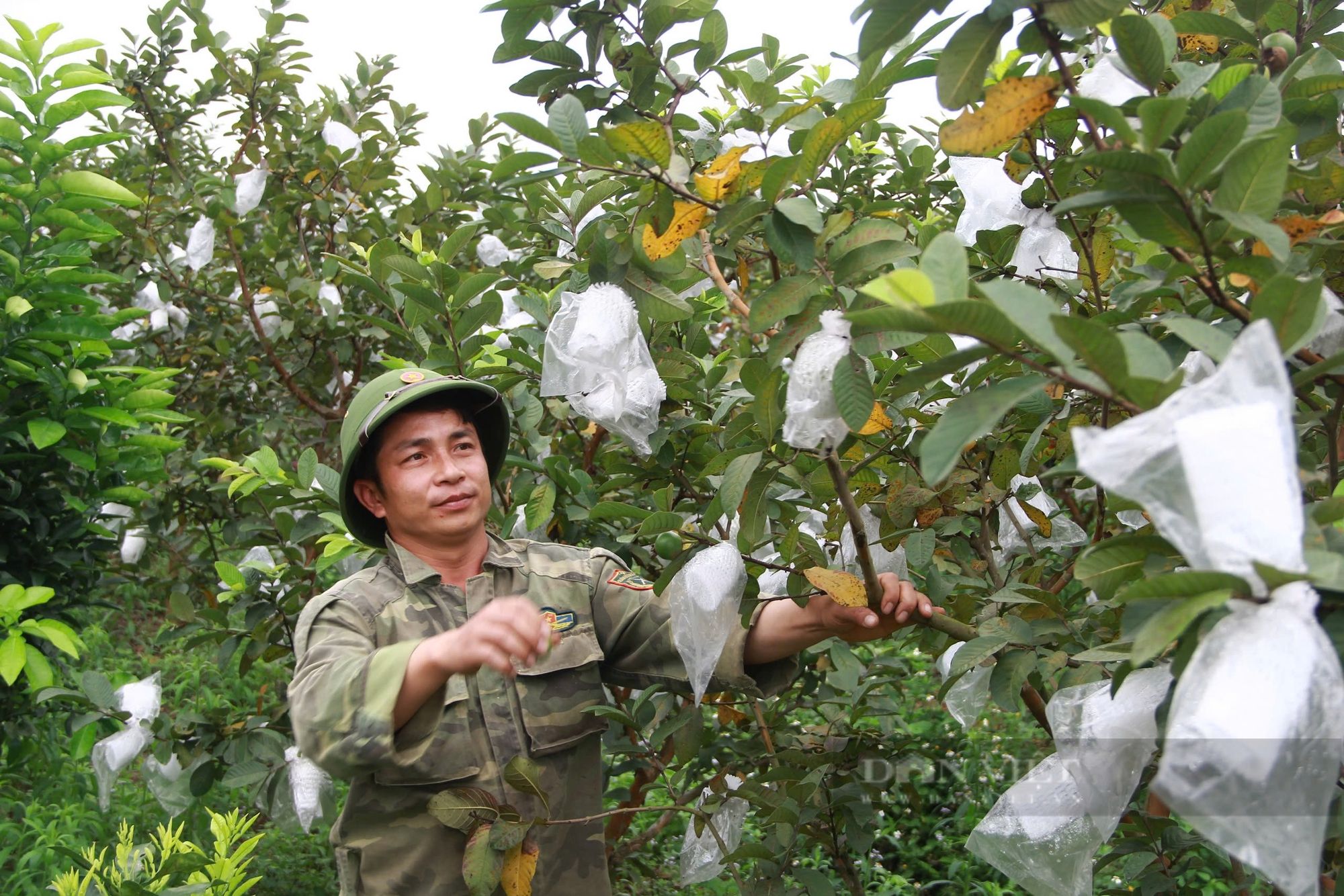 Nông dân, HTX cần hỗ trợ xây dựng thương hiệu nông sản, bổ sung, nâng mức vay tín dụng ưu đãi