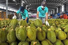 Trung Quốc vẫn mua 