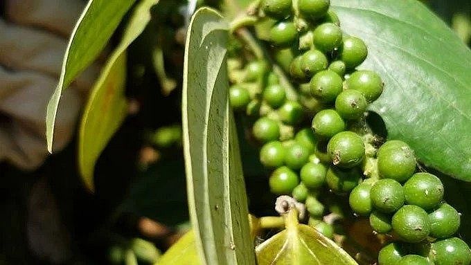 Tiêu ghi nhận tuần tăng giá, lượng hạt tiêu trong dân gần như đã cạn kiệt