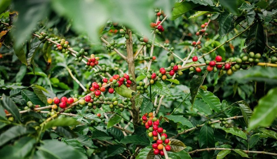 Giá cà phê tăng tại hàng loạt tỉnh, nguồn cung đang thắt chặt
