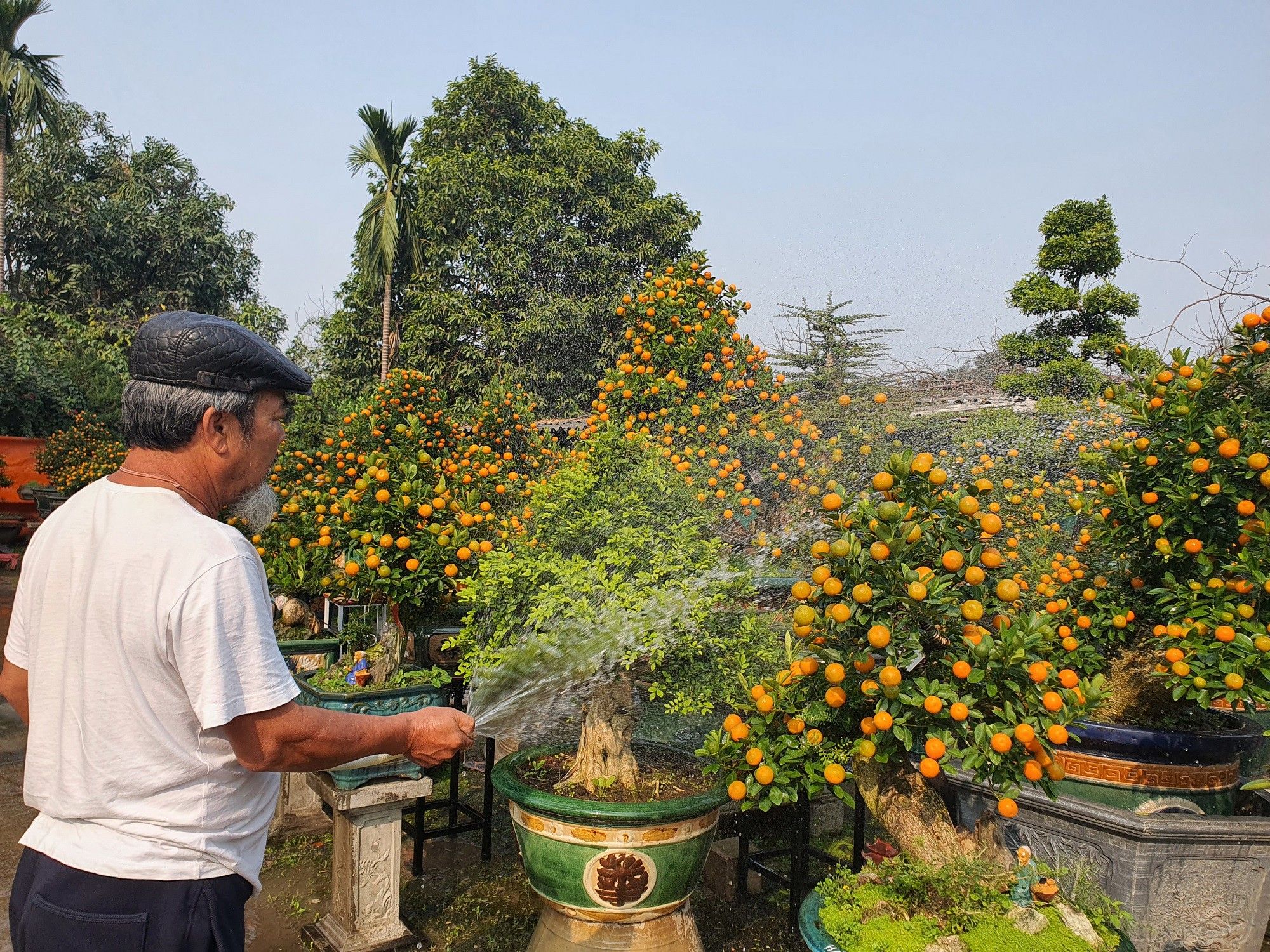 “Đột nhập” vườn quất độc lạ tiền tỷ, chưa đến Tết khách đã đặt hàng gần hết