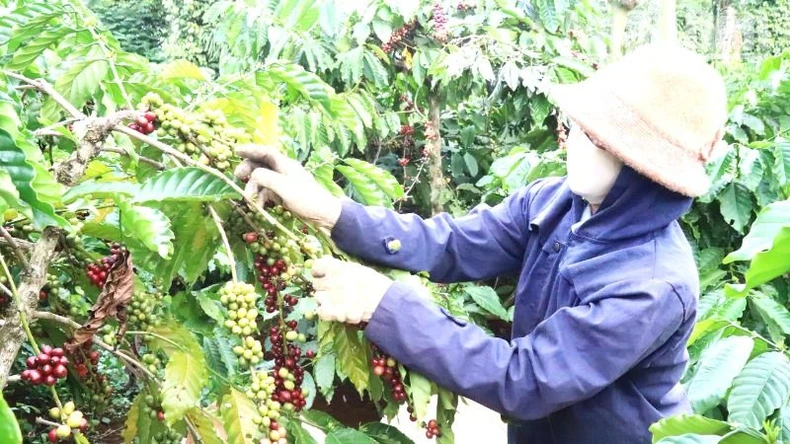 Đắk Lắk hướng đến phát triển nông nghiệp tuần hoàn đa dạng, phong phú và hiệu quả