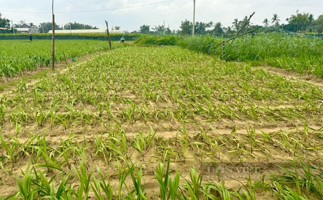 Trồng một loài hoa bán tốt dịp Tết âm lịch, vì sao nông dân Quảng Ngãi lo lỗ chổng vó?