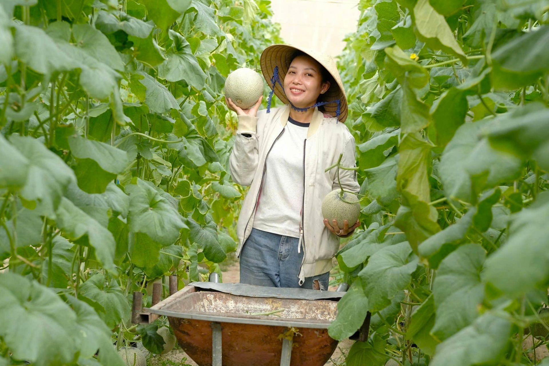 Cho dưa lưới 