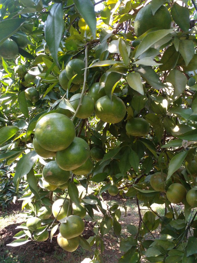 Trồng 6ha 'cây ăn quả nhà giàu', lãi 2 tỷ đồng mỗi năm