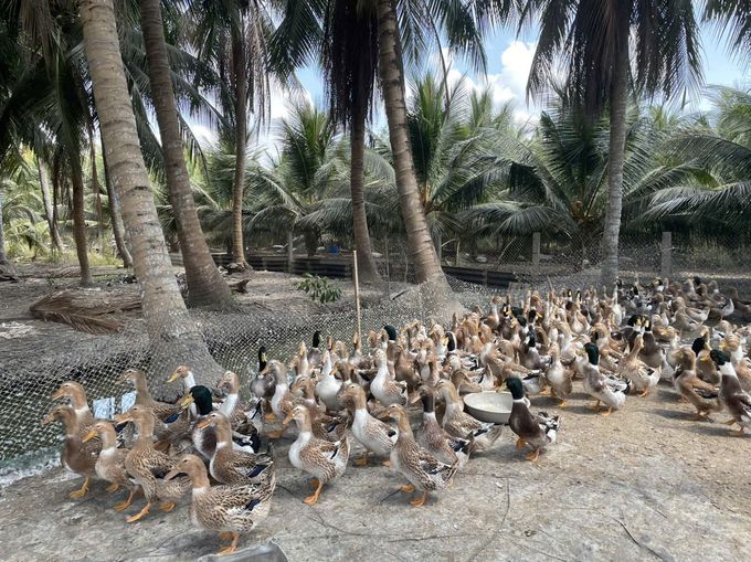 Nuôi vịt biển trên cù lao Tân Phú Đông