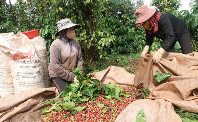 Lần đầu tiên giá cà phê Việt Nam cao nhất thế giới, Cục chức năng của Bộ Công thương lý giải