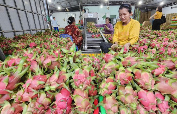 Trang trại thanh long 46ha xuất sang nhiều thị trường khó tính