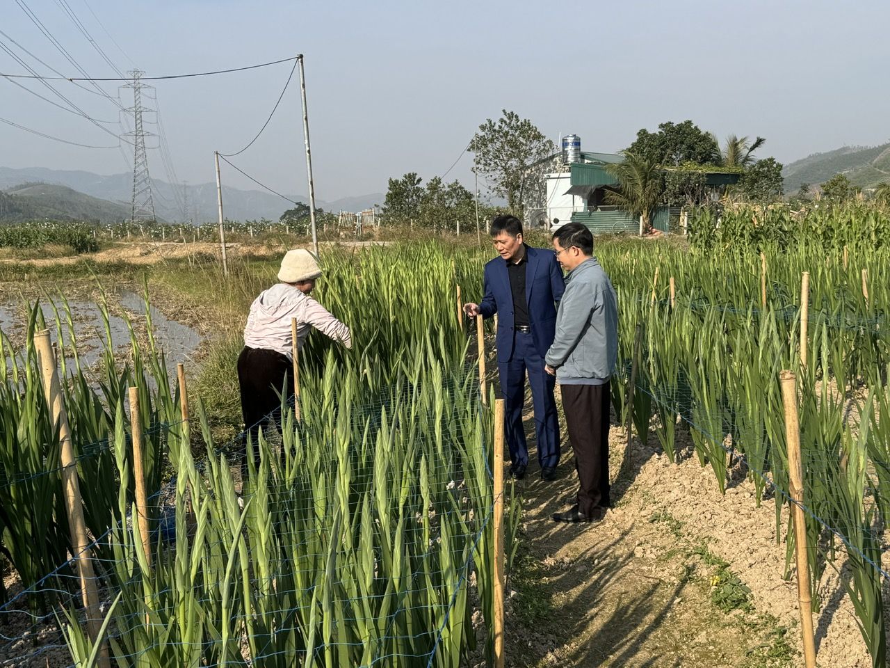 Loài hoa mới trồng thử nghiệm ở Hạ Long của Quảng Ninh khiến nhiều người đang đến xem