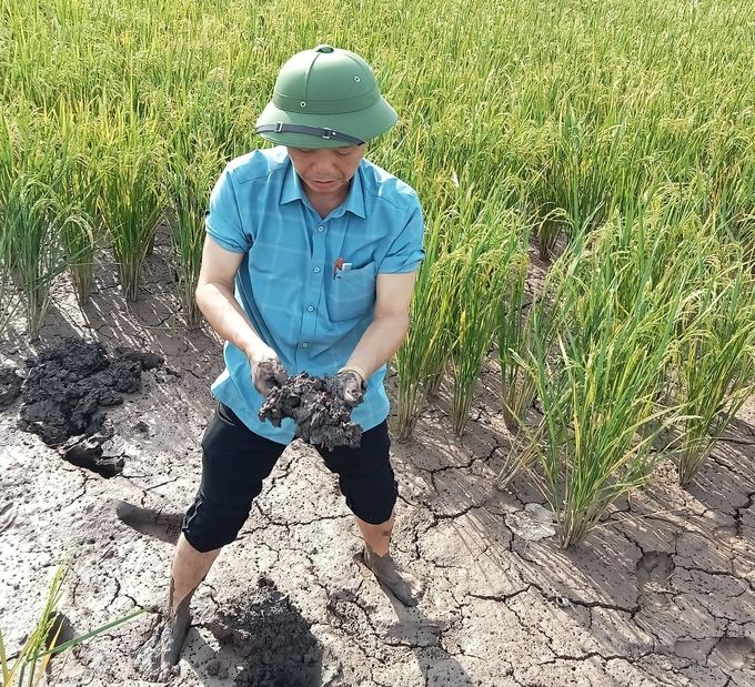 Canh tác hữu cơ trên đồng lúa Thái Bình