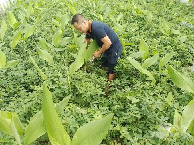 Kỹ thuật thâm canh cây nghệ và chế biến sau thu hoạch