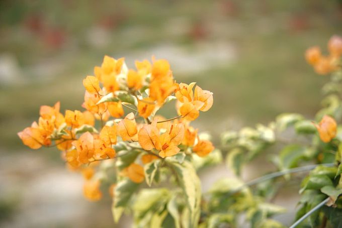 Làng hoa giấy Phù Đổng vươn lên từ nỗi lo ô nhiễm