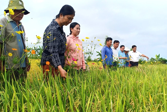 Hội Nông dân An Giang giúp HTX trồng lúa chất lượng cao có thu nhập tốt