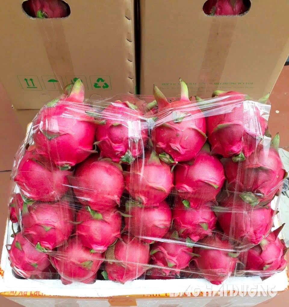 Độc nhất Hải Dương, chỉ có ông nông dân này 