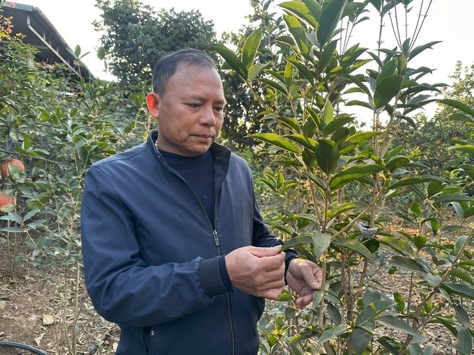 Dưa bao tử, hy vọng mới cho vụ đông Sơn La