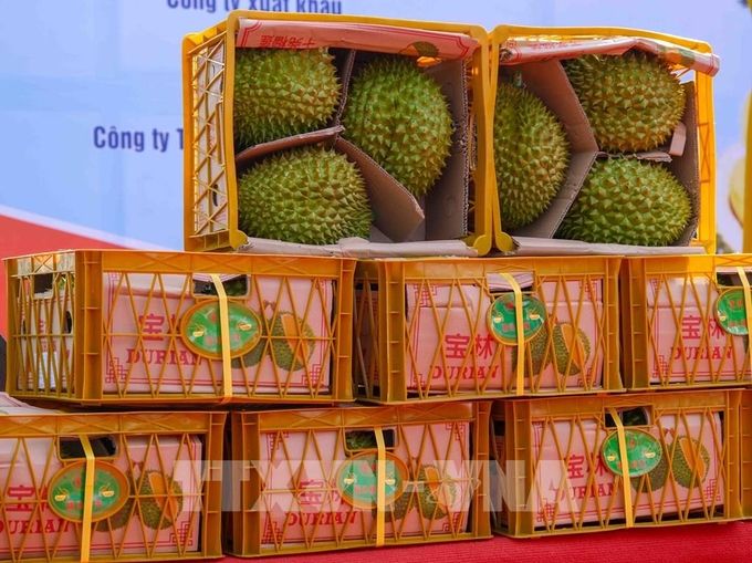 Hơn 1.000 tấn sầu riêng qua Trung Quốc trong 5 ngày