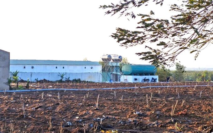 Lấy mẫu tầm soát trại heo nghi bị dịch tả lợn châu Phi
