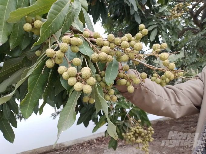 'Phù thủy' điều khiển cây nhãn thu hoạch quả từ tháng Giêng