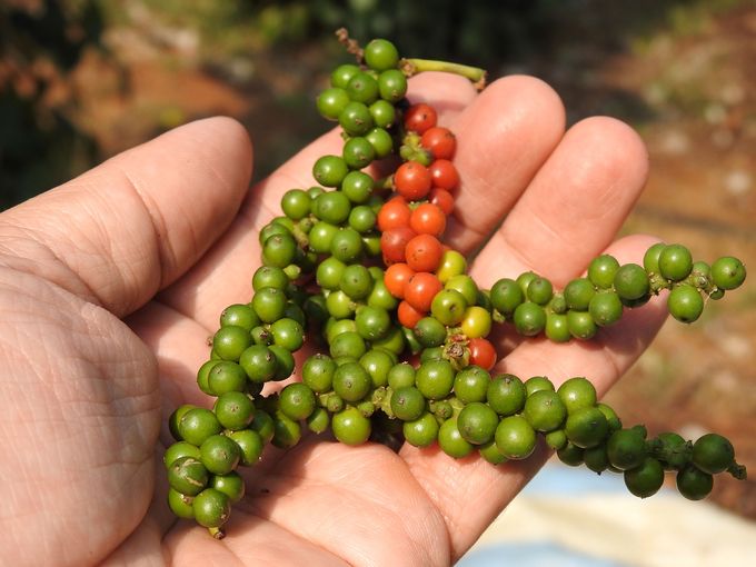 Cơ hội để thâm nhập thị trường hữu cơ Bắc Âu