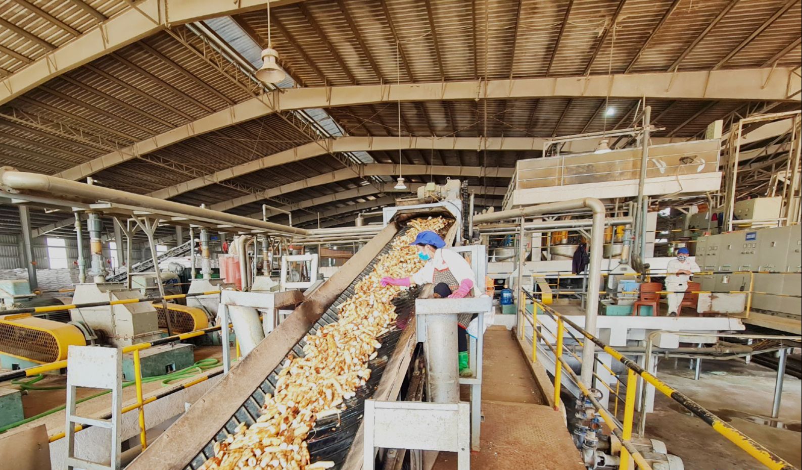 Trung Quốc dùng thứ hạt khác để thay thế, xuất khẩu một loại tinh bột của Việt Nam sang thị trường tỷ dân giảm