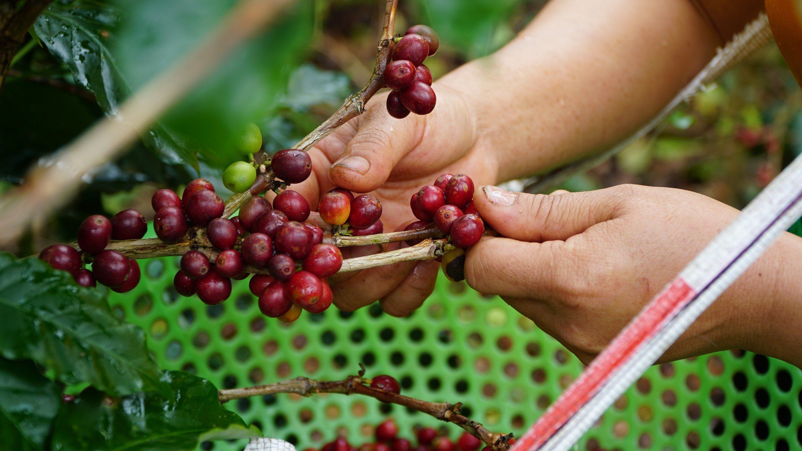 Giá cà phê điên đảo, vì sao vùng trồng cà phê Arabica nổi tiếng Lâm Đồng bỗng trở nên tiêu điều?