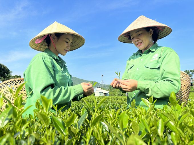 Công bố cuộc thi viết 'Trăm năm đệ nhất danh trà'