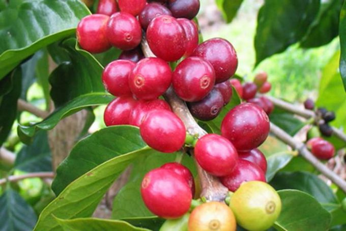 Giá cà phê hôm nay 25/2/2025: Robusta giảm mạnh