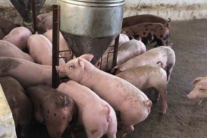 Giá heo hơi hôm nay 25/2/2025: Miền Nam vẫn đang tăng