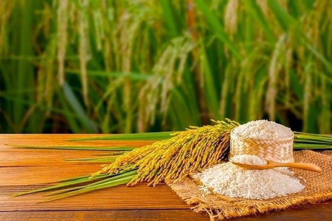 Giá lúa gạo hôm nay 25/2/2025: Ít có biến động mới