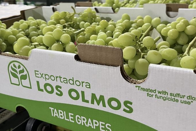 Giá cherry Chile giảm mạnh, thị trường nho tươi phục hồi mạnh mẽ