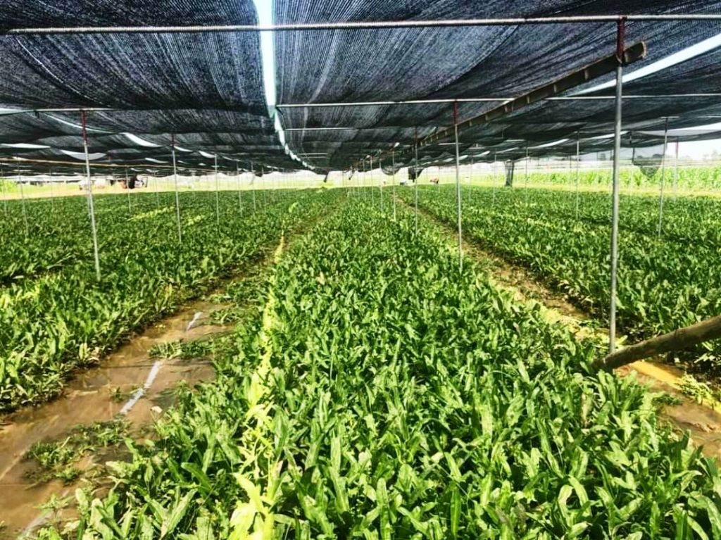 Loại rau hễ dính ẩm tốt ầm ầm, dân một xã ở Nghệ An trồng la liệt, thơm khắp đồng, bán sang Hàn Quốc